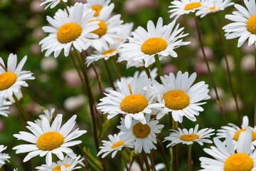 daisies in a field close-up summer day