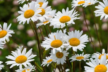 Fototapeten Gänseblümchen daisies in a field close-up summer day  © Alesia