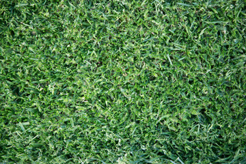 natural sport field grass