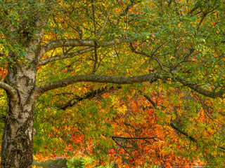 Autumn Birch