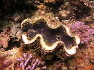 Giant clam of the red sea