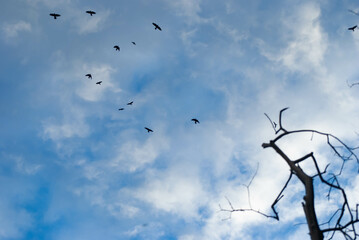 Flock of birds flying in a blue sky with some clouds with branches and trees in the foreground