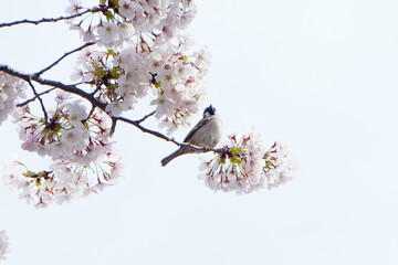 Cherry blossoms with a bird