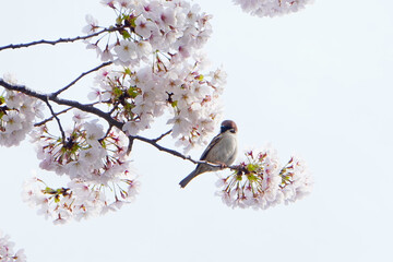 Cherry blossoms with a bird