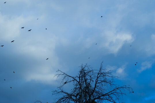 Flock of birds flying in a blue sky with some clouds with branches and trees in the foreground