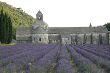 lavender fields at senanque abbey, france