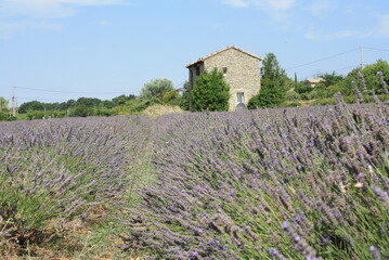 Fototapeta na wymiar lavender fields at senanque abbey, france