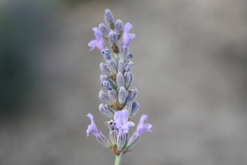 Obraz premium lavender fields at senanque abbey, france