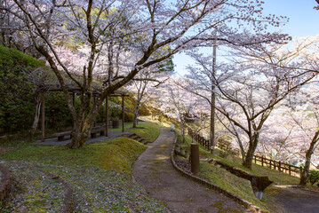 Fototapeta na wymiar 金竜山農村公園の桜景色
