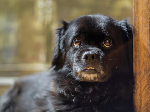 Blacky 2