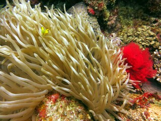 clown fish anemone