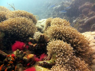 Naklejka na ściany i meble soft corals of the red sea