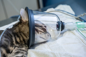 Sedated cat with an oxygen mask