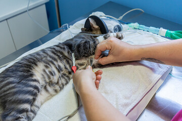 Veterinary nurse placing electrocardiography clamps