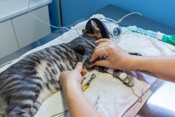 Veterinary nurse placing electrocardiography clamps
