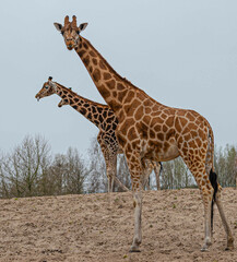 walking giraffes on sandy ground with a giraffe sticking its tongue out to the camera in a zoo called safari park Beekse Bergen in Hilvarenbeek, Noord-Brabant, The Netherlands