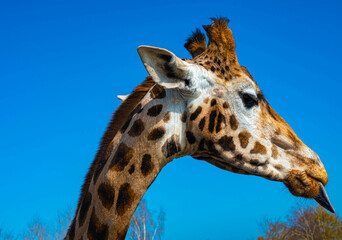 funny close up of a colorful giraffe head sticking out his tongue with blue sky as background color