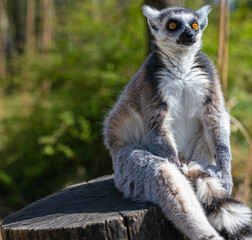 A ring tailed lemur staring forwards sitting on a pole and enjoying the sun in safari park Beekse...