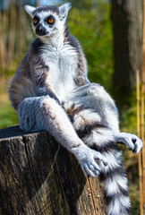 A ring tailed lemur looking to the left sitting on a pole and enjoying the sun in safari park Beekse Bergen in Hilvarenbeek, Noord-Brabant, The Netherlands