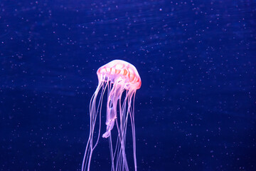 水族館のクラゲの展示 © Ryolemon