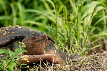 Florida soft shell turtle peeking out of the grass on a spring afternoon along Lake Apopka Trail in hopes to cross to the larger body of water.
