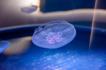 水族館のクラゲの展示