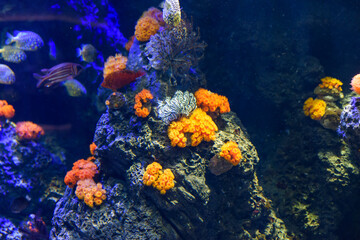 Naklejka na ściany i meble 水族館のイソギンチャク、サンゴ