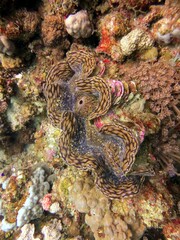 red sea fish and coral reef