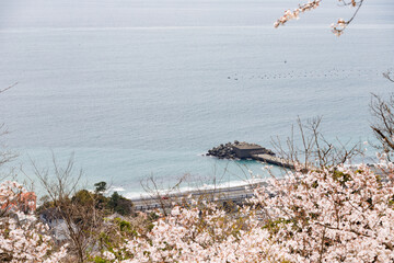桜越しに山から見えるか海岸の堤防と広い海