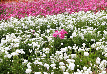 white and pink ranunculus 