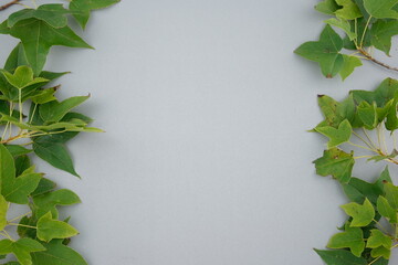 Fresh green organic maple leaves botanical twig decorating, arranged flat lay on clean minimal pastel gray background with space.