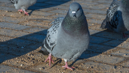 Close-up of pigeons on asphalt in cold weather. Pigeons are waiting for feeding from people.