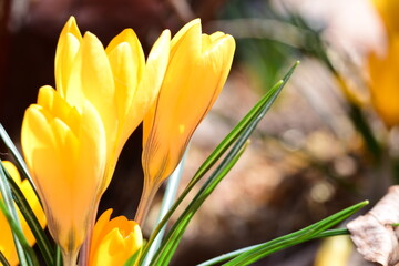 Naklejka premium yellow crocus flowers