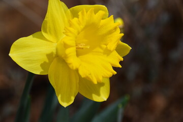 Spring Daffodil