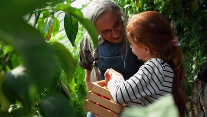 Grandmother with granddaughter picking peppers in garden together. - Powered by Adobe