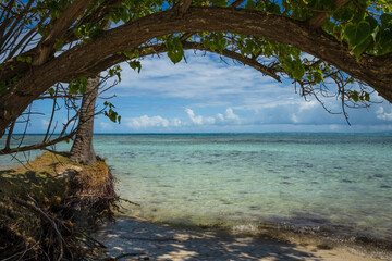 beach with palm trees