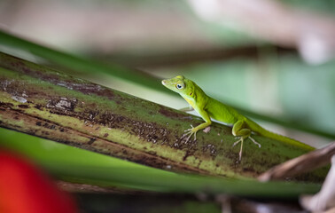 green anole on a branch