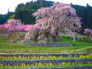 桜 
風景
自然
花
山