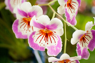 Orquídeas en jardín botánico de la ciudad de Bogotá Colombia