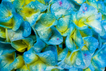 Orquídeas en jardín botánico de la ciudad de Bogotá Colombia