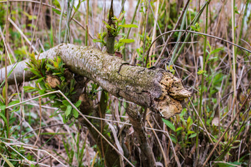 A close up nature shot on a wild meadow by the river