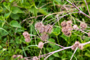 A close up nature shot on a wild meadow by the river