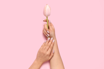 Female hands with stylish manicure and beautiful tulip on pink background