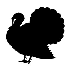 Swift Turkey