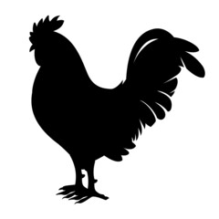 Frank Rooster