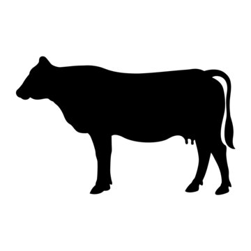 Sincere Cow