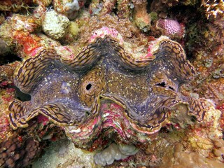giant clam