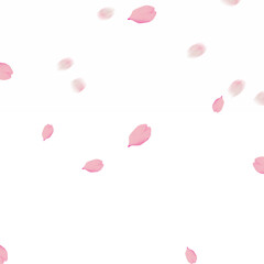 　桜吹雪