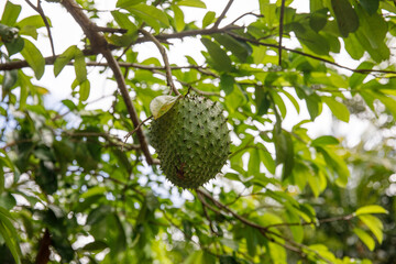 Soursop, Graviola, Guanabana. Latin America Dominican Republic exotic medicinal fruits.