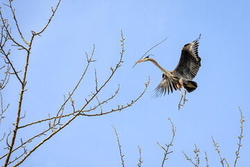 Great Blue Heron flying in with a twig for nest building in the spring, Marymoor Park, Redmond, WA
